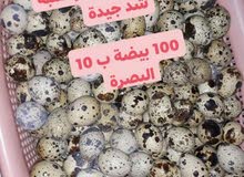 بيض سمان للتفقيس والاكل تواصل واتساب بيض سمان للتفقيس والاكل تواصل واتساب