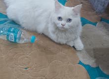 قطه انث شيرازي للبيع قطه انث شيرازي للبيع
