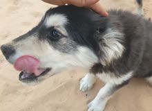 للبيع كلب هاسكي للبيع كلب هاسكي