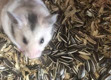 Syrian hamsters Syrian hamsters