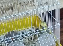 بسم الله الرحمن الرحيم  يوجد جوز كوكتيل للبيع والذكر الأنثى حبشي والذكر أليف جدًا