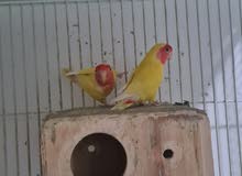 Latino Lovebirds for sale Latino Lovebirds for sale