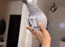 مطلوب كاسكو للشراء بسعر مناسب