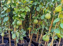 حمظيات ولوزيات حمظيات ولوزيات