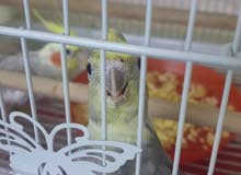 cockatiel for urgent sell before laying eggs cockatiel for urgent sell before laying eggs