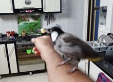 بلبل اليف عمرة اقل السنه بلبل اليف عمرة اقل السنه