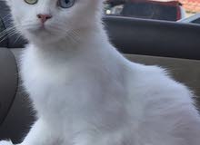 قطه أنثى تركي قطه أنثى تركي