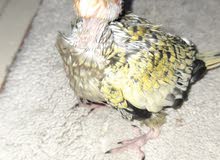 cockatile baby cockatile baby