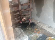 مطلوب دجاجه كافه مطلوب دجاجه كافه