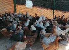 chickens for sale