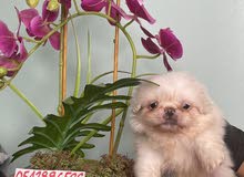 Pekingese ( tea cup) puppy male