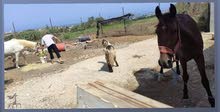 خيل للبيع خيل للبيع