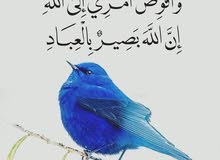 بحاجة الى عمل شريف بحاجة الى عمل شريف