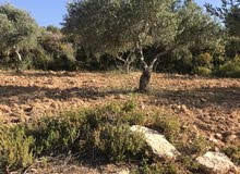 Residential Land for Sale in Nablus Jorish