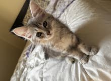 قطة شيرازية(شهرين) أنثى