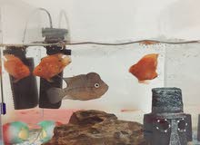 aquarium for sale aquarium for sale