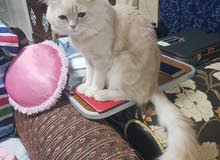 male cat for sale male cat for sale