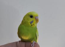 Friendly handtamed Budgie bird Friendly handtamed Budgie bird
