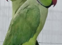 دره هندي دره هندي
