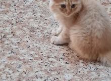 قطه بيرشن عمر ثلاث اشهر تربية بيت تاكل اكل البيت السعر تعال خاص او اتصل 0781016 قطه بيرشن عمر ثلاث اشهر تربية بيت تاكل اكل البيت السعر تعال خاص او اتصل 0781016