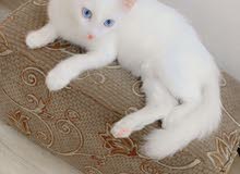 قطه للبيع اقره الوصف قطه للبيع اقره الوصف