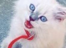 قطه للبيع قطه للبيع