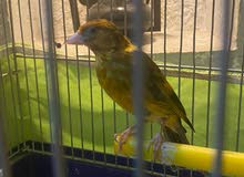 عصفور حسون بندوق بصلاة على النبي