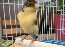 Male Canary Bird Male Canary Bird