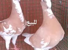 حمام هومرات مرقيع حمام هومرات مرقيع