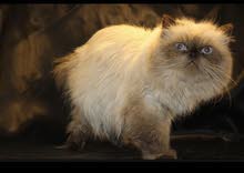 قط بيور وضخم للزواج pure cat for mating قط بيور وضخم للزواج pure cat for mating