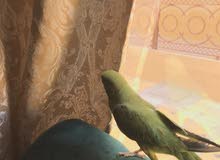 بغبغاء دره بغبغاء دره