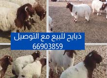 ذبايح للبيع مع التوصيل ذبايح للبيع مع التوصيل