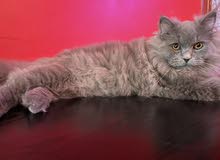 7 month Persian cat