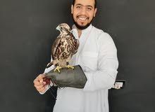 صقر وكري حرار فرخ صقر وكري حرار فرخ
