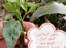 شتلات للبيع شتلات للبيع