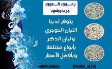 اللبان الحوجري واللبان الذكر اللبان الحوجري واللبان الذكر