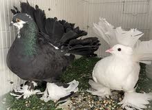 American Fentail for sale (breeding pair) American Fentail for sale (breeding pair)