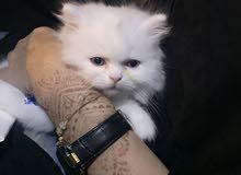 قط شيرازي قط شيرازي