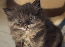 playful beautiful 2 month old female kitten mix pursian father is a british ear fold long hair