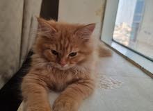 قط شيرازي قط شيرازي