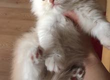 iran white kitten iran white kitten