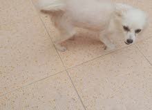 pomeranian pomeranian
