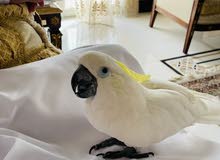 selling a jumbo size blue eyes cokato for 10,500 selling a jumbo size blue eyes cokato for 10,500