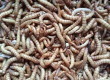 دود قبابي Mealworms دود قبابي Mealworms