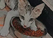 قطه للتبني قطه للتبني