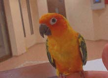 sun Conure tamed. صن كنيور اليف. sun Conure tamed. صن كنيور اليف.