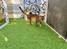 Bengal pure cat male & female قط بنغال ذكر وانثى بيور