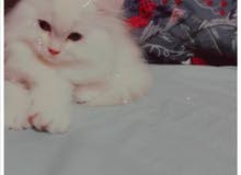 قط شيرازي امريكي قط شيرازي امريكي