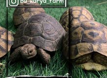 سلاحف برية سوريه(اليوناني) سلاحف برية سوريه(اليوناني)