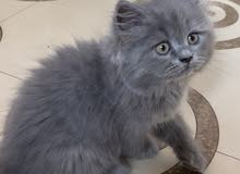 British mix kitten British mix kitten